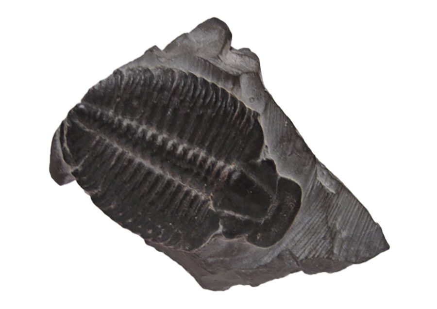 Trilobite fossil - A Little Backstory